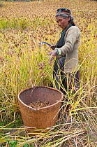 Woman with scythe, working in fields to harvest millet. Tamang ethnic group, Tamang heritage trail, Thuman, Langtang region, Nepal.  November 2009