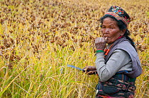 Woman with scythe, working in fields to harvest millet. Tamang ethnic group, Tamang heritage trail, Thuman, Langtang region, Nepal.  November 2009