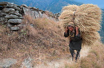 Man carrying fodder uphill to the village, near Mani wall, Tamang heritage trail, Langtang region, between Thuman and Syabru besi, Nepal, November 2009