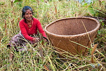 Woman in field, harvesting millet using traditional methods, Helambu region, Nepal, November 2009