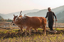 Man ploughing using cattle and traditional methods, Melamchi bazar, Helambu region, Nepal, November 2009