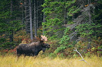 Moose (Alces alces) bull at the edge of the Great North Woods, Baxter State Park, Maine, New England, USA, Autumn