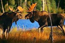 Two bull Moose (Alces alces) before fighting during the rutting season, at the edge of a small pond, Baxter State Park, Maine, New England, USA, Autumn