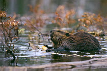 American beaver (Castor canadensis) rolling and peeling a small log, Baxter State Park, Maine, USA, November