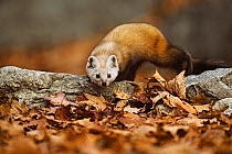 American pine marten (Martes americana) stalking prey in leaves, Baxter State Park, Maine, New England, USA, Autumn
