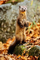 American pine marten (Martes americana) standing on a lichen covered rock, Baxter State Park, Maine, New England, USA, Autumn