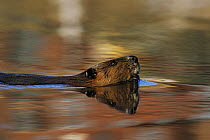 American beaver (Castor canadensis) swimming, Walpole, New Hampshire, USA, April