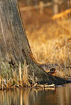 Wood duck (Aix sponsa) drake in breeding plumage at the base of tree, Walpole, New Hampshire, New England, USA, Spring