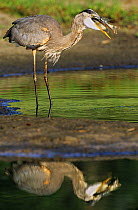 Great blue heron (Ardea herodias) feeding on large fish, Hillsborough River, Florida, USA, Spring