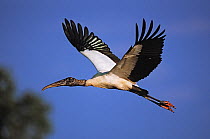 Wood stork (Mycteria americana) in flight, Hillsborough River, Florida, USA, Spring