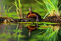 Eastern painted turtle {Chrysemys picta picta) on the bank of a beaver pond, Walpole, New Hampshire, New England, USA, Spring