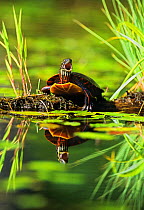 Eastern painted turtle {Chrysemys picta picta} yawning, Walpole, New Hampshire, New England, USA, Spring
