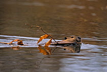 American beaver (Castor canadensis) swimming carrying food to its lodge, Baxter State Park, Maine, November
