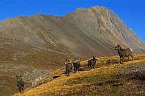 Five Bighorn sheep (Ovis canadensis) rams, Jasper National Park, Rocky Mountains, Alberta, Canada, Autumn 2005