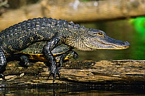 American alligator (Alligator mississippiensis) climbing over a Florida red bellied turtle (Pseudemys nelsoni) on branch in water, Hillsborough River, Florida, USA, Spring