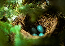 American robin (Turdus migratorius) eggs in nest, Daniel Webster Audubon Sanctuary, Marshfield, Massachusetts, USA, Spring