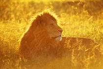 Male African lion (Panthera leo) lying in grass at sunrise, Masai Mara National Reserve, Kenya, January