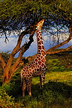 Male Reticulated giraffe (Giraffa camelopardalis reticulata) feeding on an Acacia tree at sunset, Samburu National Park, Kenya, January