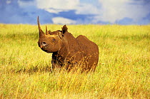 Black rhinocerus (Diceros bicornis) in long grass, Lewa Downs Reserve, Kenya, January 1998