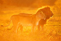 African lion (Panthera leo) male and female at sunrise, Masai Mara National Reserve, Kenya, January