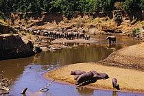 African elephant (Loxodonta africana) herd crossing the Mara River near a Hippopotamus (Hippopotamus amphibius) group, Masai Mara National Reserve, Kenya, January