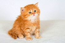 British Longhair Cat, ginger kitten, 5 weeks, red-tabby / Highlander, Lowlander, Britanica