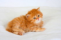 British Longhair Cat, ginger kitten, 5 weeks, red-tabby / Highlander, Lowlander, Britanica