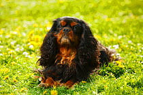 Cavalier King Charles Spaniel, black-and-tan, resting on lawn