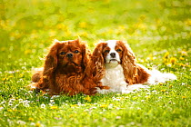 Cavalier King Charles Spaniel, ruby and blenheim, resting on lawn