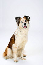 Mixed Breed Dog (crossbred Border Collie) sitting