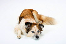 Mixed Breed Dog (crossbred Border Collie) lying down, looking up