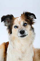 Mixed Breed Dog (Border Collie cross) portrait