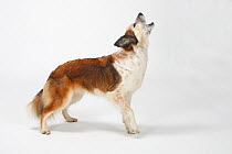 Mixed Breed Dog (Border Collie cross) barking