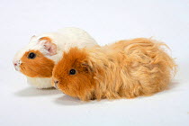 two Guinea Pigs, one short-haired, one long-haired