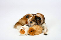 Mixed Breed Dog (crossbred Border Collie) with two Guinea Pigs