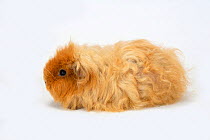 Teddy Guinea Pig, long-haired