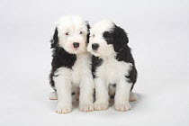 Old English Sheepdog / Bobtails, two puppies sitting, 6 weeks