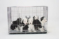 Five Old English Sheepdog, puppies, 6 weeks, in puppy crate / Bobtail