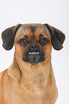 Mixed Breed Dog (crossbred Pug-Dachshund), undershot bite