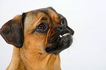 Mixed Breed Dog (crossbred Pug-Dachshund) undershot bite, bitch