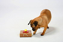 Mixed Breed Dog (crossbred Pug-Dachshund) bitch investigating small apparatus for testing intelligence and providing food