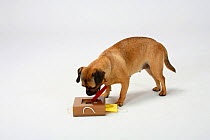 Mixed Breed Dog (crossbred Pug-Dachshund) bitch investigating small apparatus for testing intelligence and providing food