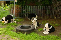 Old English Sheepdog, five puppies in fenced-off area of garden, 7 weeks / Bobtail