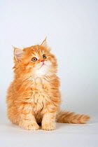 British Longhair Cat, kitten, 8 weeks, red-tabby / Highlander, Lowlander, Britanica