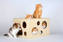 British Longhair Cat, five kittens in play box, 7 weeks / Highlander, Lowlander, Britanica