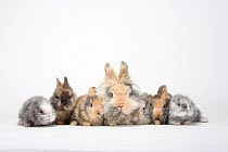 Lion-maned Dwarf Rabbit with six baby rabbits