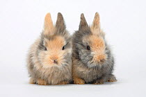 Two Young Lion-maned Dwarf Rabbits