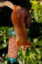 Red squirrel (Sciurus vulgaris) trying to feed on nuts from bird feeder, UK