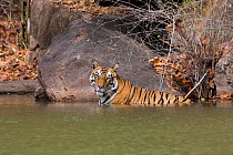 Bengal tiger (Panthera tigris tigris) cooling in water, Bandhavagah NP, Madhya Pradesh, India