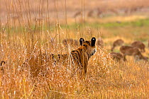 Bengal tiger (Panthera tigris tigris) stalking a herd of Chital deer using long grass as cover, Bandhavagah NP, Madhya Pradesh, India